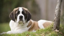 The size of St. Bernards is simply enormous. Despite the fact that they are quite calm, they are ...