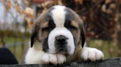 As a rule, St. Bernards do not bark for no reason. The average life span of St. Bernards is 7-10 ...