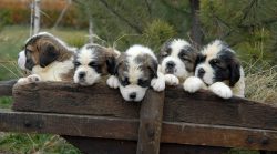If you consider yourself a very clean person, then St. Bernard will not suit you. These dogs are ...