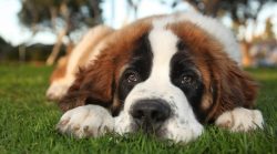 The maturation process of St. Bernards is long. Therefore, they remain puppies for a long time,  ...