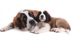 It is important to start training St. Bernards at an early age, otherwise, it will be much more  ...