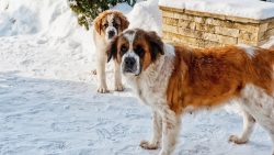 This breed was bred to work in the Alps, that is, in a cold climate. St. Bernards do not tolerat ...