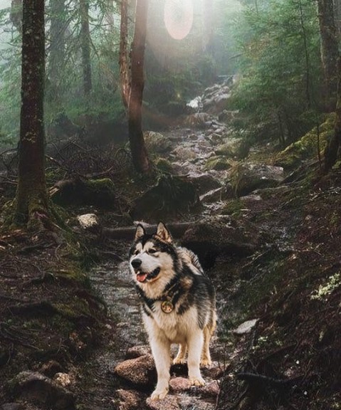 Nature has endowed the Alaskan Malamute with an excellent memory. In the conditions of the North ...