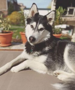 When training a dog, be gentle with it, without rudeness. Malamutes perfectly remember mistreatm ...