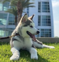 Malamutes have fun in a rather peculiar way. When they get bored with the daily routine, they be ...