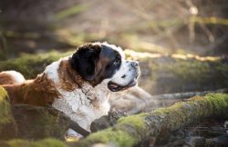 St. Bernard is a sociable creature. Nothing makes him happier than participating in family activ ...