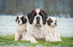 As with other very large breeds, St. Bernard has a relatively short life. Life expectancy is usu ...