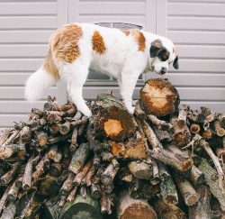 Today’s St. Bernards are known not only for their historical exploits but also for their l ...
