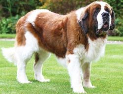 Smart and obedient dog.The first year of life requires careful attention to healthy growth.Atten ...