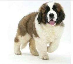 You can count on a good relationship with your pet, but only if the acquaintance was easy. Takin ...