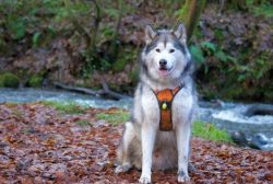 The Malamute, despite its size, is an athletic dog and therefore needs many hours of jogging. Co ...