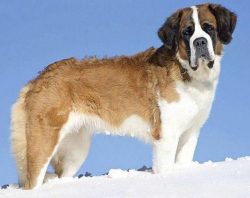 Ideal for experienced owners willing to share life with a huge heart in a huge body. 
