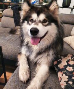 Keeping Malamute in the courtyard of a private house does not relieve the owner of the need to w ...