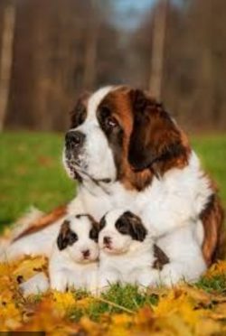 St. Bernard needs a lot of movement. But in the first year of life, you need to be careful: extr ...