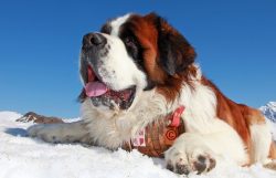 Born defenders, St. Bernards will always instinctively guard the entire family and its property  ...