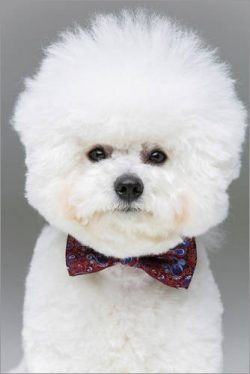 Bichon Frize is very active, has a large supply of energy, like walks and various entertainment. ...