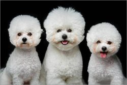 There is a great danger of making your pet spoiled and capricious, and this, believe me, is not  ...