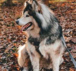 Alaskan Malamutes are quite hardy dogs, adapted to life in extreme climatic conditions, but dise ...