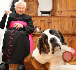 The dog is completely calm, balanced, does not touch anyone, walks, looks after its owner – ...