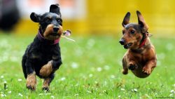 In matters of training and education, it is impossible to note the special obedience of the dach ...