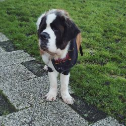 St. Bernard is a very strong, large dog, height at the withers, in accordance with the breed sta ...