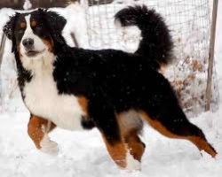 They are good-natured, but large dogs and are difficult to control in adulthood. It is important ...