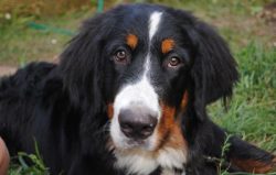 They are known to have originated in the Bern and Dürbach areas and are related to other breeds: ...