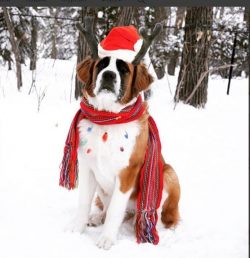 There is one drawback that is quite difficult to cope with – St. Bernards do not really li ...