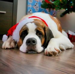 Attached to the dog’s collars are barrels of brandy, which, according to legend, was used  ...