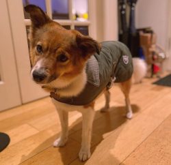 Despite this, this breed of Alopekis dog is practically extinct, in recent years they have exist ...
