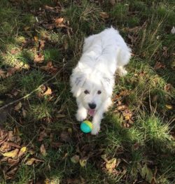 Alopekis is a very gentle and playful dog with good hunter and shepherd instincts, but it is als ...