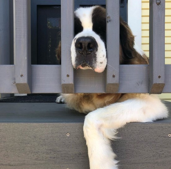 The most famous St. Bernard was the Barry (originally the breed was called “barry” & ...