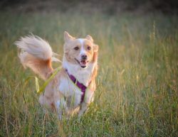 Alopekis is a dog that is easy to train and adaptable. He lives well in a family but needs good  ...