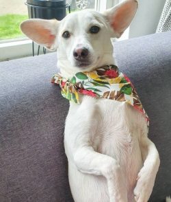 Alopekis is a loyal and very intelligent dog that combines hunting tendencies and watchdog skill ...