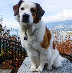 The largest representative of the breed was a male named Benedictine. He became known throughout ...