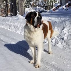 The shelter of St. Bernard (which gave the name to the breed) still exists, large dogs continue  ...