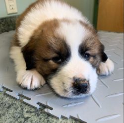 St. Bernards were taught to work in pairs. The female and male went in search of a man, dug him  ...