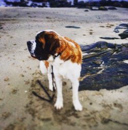 St. Bernards are silent, they can rarely go barking only if a real danger is approaching. 