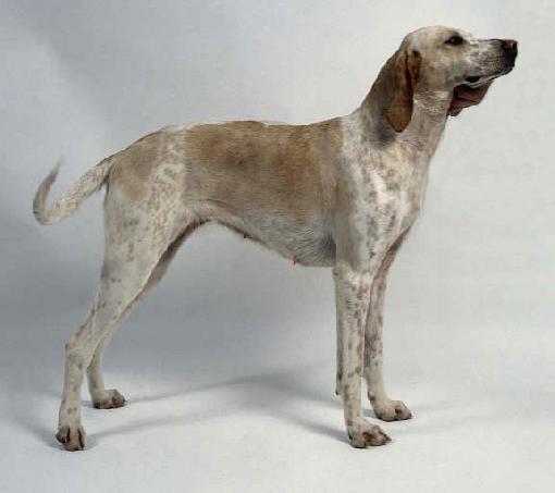Biyi is a descendant of large white royal dogs. At the beginning of the 20th century, the owner  ...