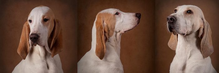 Billy is derived on the basis of three beautiful, unfortunately, now extinct French hounds XIX c ...