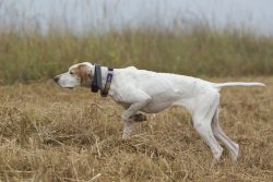 The character of the dog-Billy very calm and docile, they are able to learn and easy to tame. Bi ...