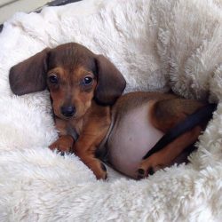 The origin of the breed has a very ancient history. The exact time of its appearance is still un ...
