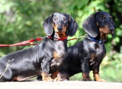 The historical names of these hounds indicate their specialization: a dog climbing into holes, a ...