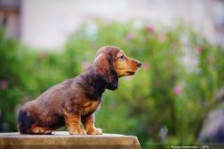 Dachshunds are very smart and quick-witted, one might say – intelligent dogs. 