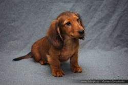 This pet needs constant attention of a person, it is important for him to be in motion – t ...