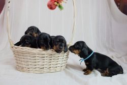 In France, the dachshund is called basset, in Switzerland – neider.