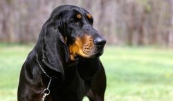 This breed requires early socialization and obedience training, special attention should be paid ...