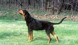 The head is large. The skull is oval. The transition from forehead to muzzle is moderate. The mu ...