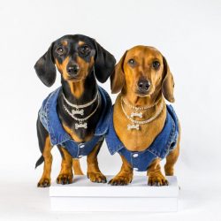 The dog gladly goes to meet friends, while fighting enemies well, it is an excellent watchdog, a ...