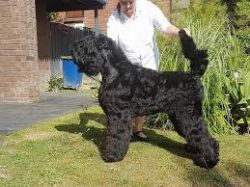 Black Russian Terriers are not very neat. After eating, the owners will have to wash not only th ...